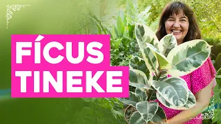 O que eu fiz para minha FÍCUS TINEKE crescer em MENOS de um MÊS !