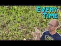 How To Grow Grass From Seed Complete Guide