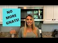 Get rid of gnats in your house Simple DIY