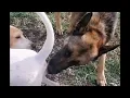 Download Lagu Dogs meeting | dogs mating | meeting | Mating #meeting #mating #dog #dogmating #animalmeeting