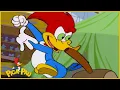 Download Lagu Pica-Pau em Português | LIVE | Compilação de Cenas Engraçadas | Desenhos Animados