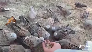 خذ القناعه من الدنيا وارضى بها 