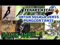 Download Lagu Terapi kicau | Terapi malam UNTUK SEGALA JENIS PUNGLOR / ANIS | YW Channel
