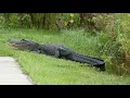 The Beauty of the Savannas - Fort Pierce Florida