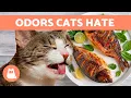 10 SMELLS That CATS HATE Scents They Can t Stand