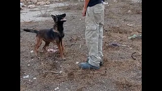 أحلى نباح مع المالينوا زيكي          دندنها