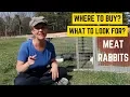 Where to Buy Meat Rabbits Breeders What to Look For