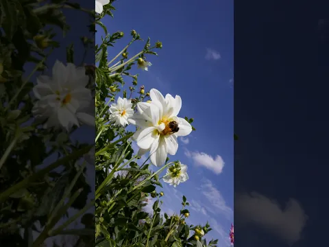 Dahlias from Homesaved Seed