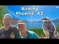 Birding Phoenix Part One of an Epic Arizona Birding Adventure
