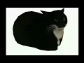 spinning cat low quality funky town earrape full version