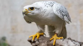 شاهد صقر الجير يصطاد الغزلان أشرس أنواع الصقور 