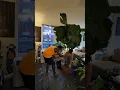 Repotting my fiddle leaf fig tree