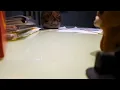 o desfile dos brinquedos