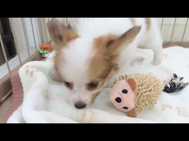 動画