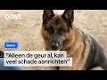 Honden mogen absoluut niet los lopen in de natuur | RTV Oost