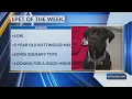 Pet of the Week Loki Finger Lakes SPCA