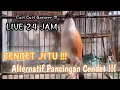 Lagu SUARA BURUNG CENDET GACOR FULL TEMBAKAN BONGKAR ISIAN MEWAH MATERI KEKINIAN