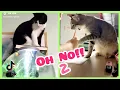 Download Lagu Oh No, Oh No, Oh No No No No Song Cat Meme PART 2 of 4 - CATS TIKTOK COMPILATION -  l Oh Hooman