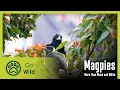 Download Lagu Burung Magpies – Lebih dari sekadar Hitam dan Putih | Go Wild
