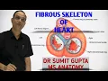 Download Lagu FIBROUS SKELETON OF HEART