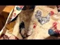 Sewing a Toaster Cover
