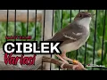 Download Lagu Masteran Ciblek Bren Ak47 Rapet Untuk Masteran Ciblek Bahan