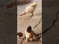 닭 Chickens #chickens #chicken #shorts #533