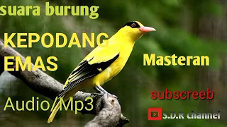 Download masteran kepodang viral Suara burung kepodang emas masteran mantap||Audio||mp3 MP3