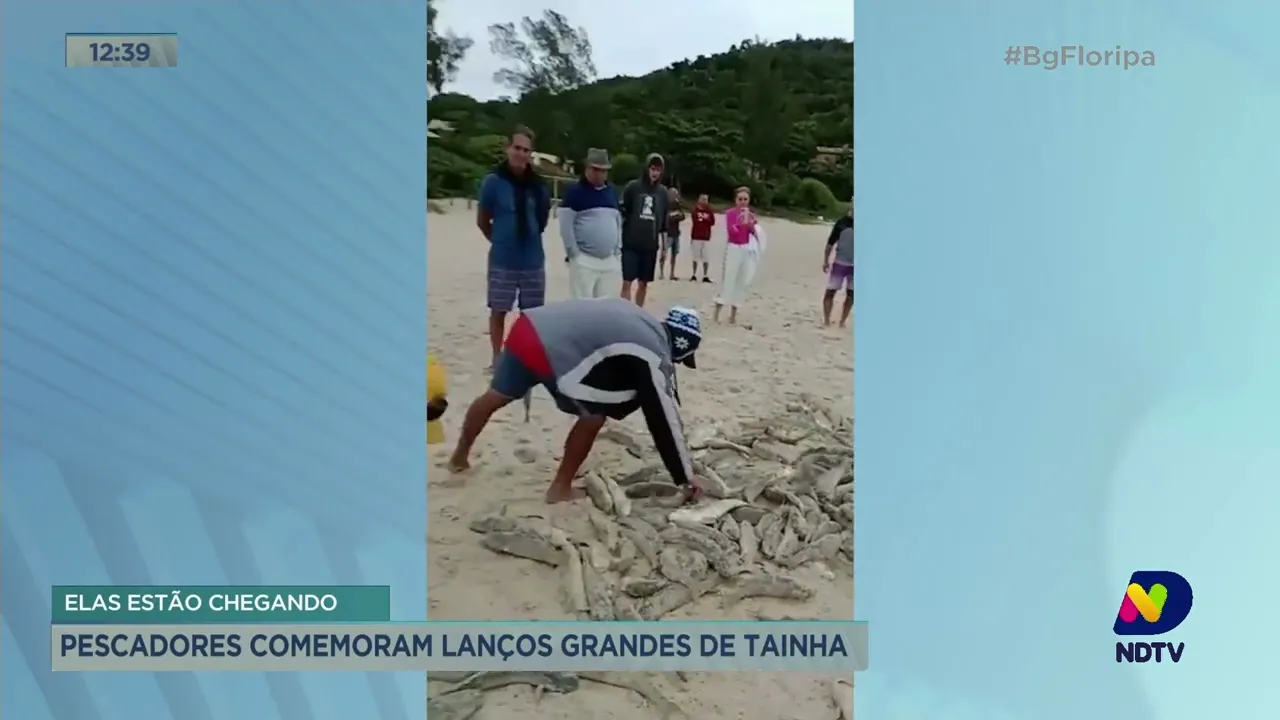 Pescadores de Florianópolis comemoram grandes lanços de tainha no final de semana