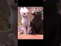 Download Lagu 🐉 How to Train Your Dragon: Homecoming | ✨😱 Toothless' Kids Go Missing! 🐾🔥