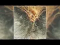 Dan Caine - Signals (2024) (Full Album)