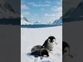 Lagu Play First, Eat Later — Penguin Priorities!😅 #penguin #cute #cuteanimals #ai #babyanimals #trending