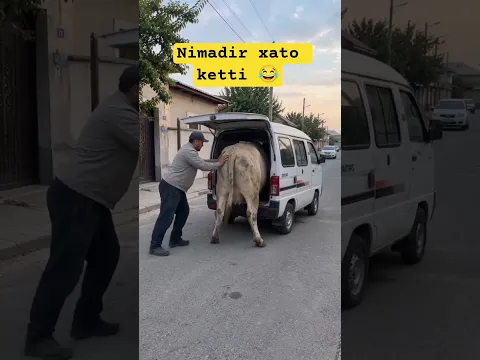 🇺🇿 Shoxrux Akang kanaliga obuna bo'ling 😂 bizda eng daxshatlari 😂