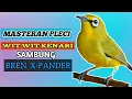 Masteran pleci wit wit kenari sambung bren ciblek panjang || white-eye bird sound