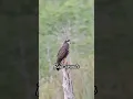 Download Lagu suara burung falcon #birds #nature #wildlife #eagle #birdsounds