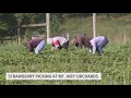 Strawberry Picking at Mt Airy Orchards