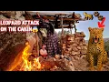 Wild Animals Attack the Cabin of a Homeless Mother and Daughter😱 Will They Survive?🐾