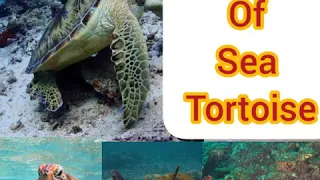 life of sea tortoise in tamil
