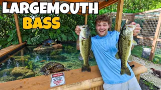 We Caught NEW BASS for My Backyard POND!! (Thump)