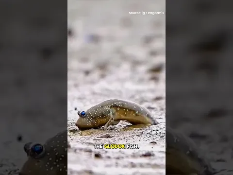 unique moment fishing for mudskipper fish