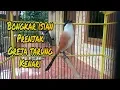 Download Lagu CENDET ISIAN PRENJAK,GREJA TARUNG,KENARI