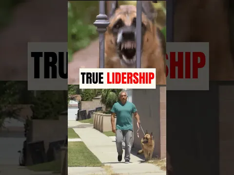 German Shepherd Learns Leadership