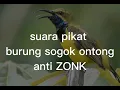 Download Lagu SUARA PIKAT BURUNG SOGON ATAU SOGOK ONTONG ANTI ZONK