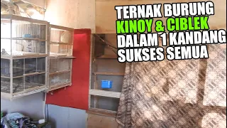 Download TERNAK BURUNG KINOY DENGAN CIBLEK KAPAS BISA BERHASIL \u0026 SUKSES BERKEMBANG BIAK MP3