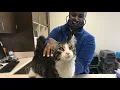 50 homeless kittens cats brought to Houston from Louisiana