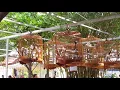 Download Lagu Lomba murai batu di Thailand bikin ngiler