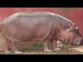 Biggest Hippopotamus Ever Recorded