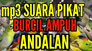 Download SUARA PIKAT BURCIL TERBARU ANDALAN PARA MASTER PIKAT MP3