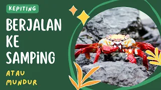 kepiting berjalan ke samping atau mundur