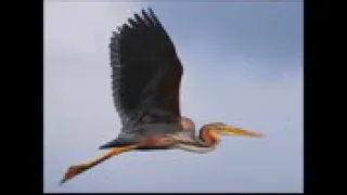 صوت الرخيوي 